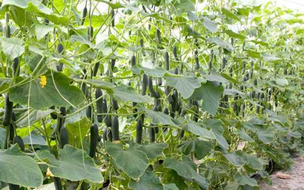 Komkommers planten en kweken in een kas -