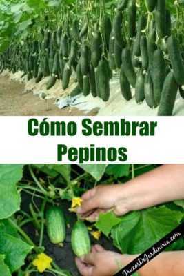 Komkommers planten naast andere groenten -