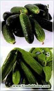 Zaailingen van komkommers in zaagsel -