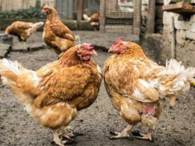 Waarom pikken kippen en hanen elkaar tot bloed -