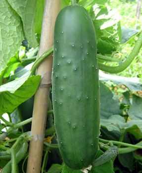 Waarom stoppen komkommers met groeien en dragen ze geen vrucht? -