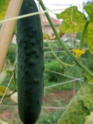 Waarom hebben komkommers droge stengels? -