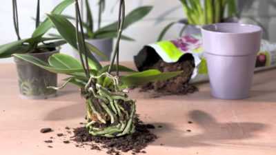 Een bloeiende orchidee voorbereiden en verplanten –