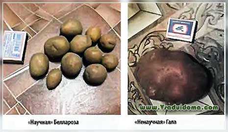 Aardappelvernalisatieprocedure voor het planten -