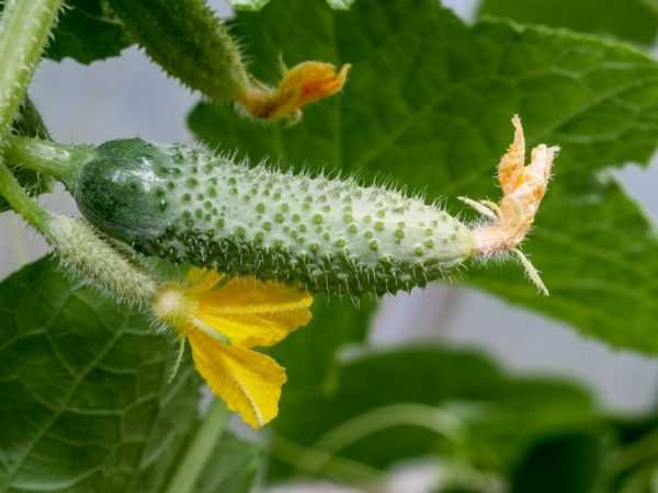 Geheimen van het kweken van komkommers volgens de methode van Portyankin en Shamshina -