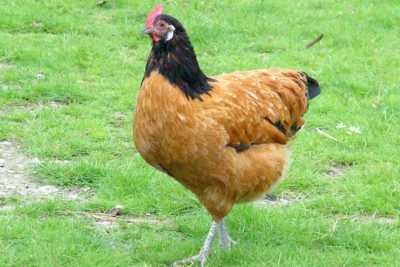 ras - kippen met een ongewone kleur -
