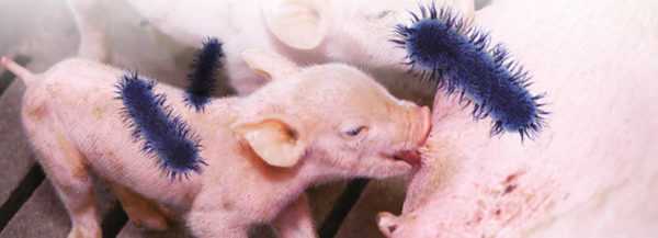 Regels voor het voeren van varkens -