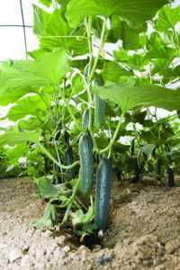 Regels voor de verzorging van komkommers in de kas -