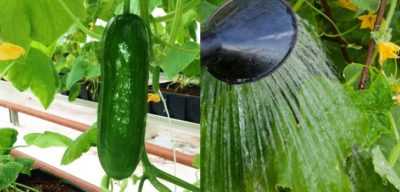 Regels voor het water geven van komkommers in een kas -