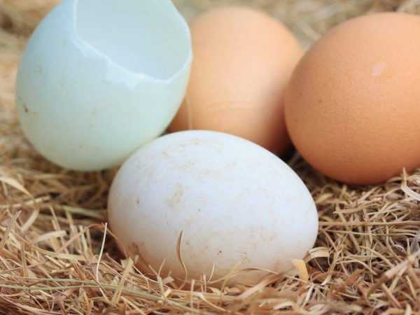 Hoeveel eenden zitten op de eieren? -