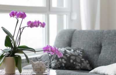 Zon of schaduw geschikt voor orchideeën -