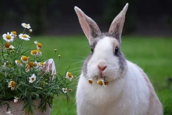 Zijn druivenbladeren nuttig voor konijnen? -