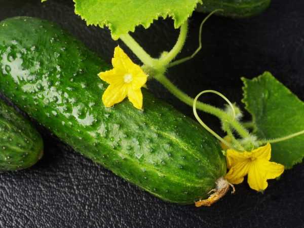 Beschrijving van variëteiten van komkommers op de letter H -