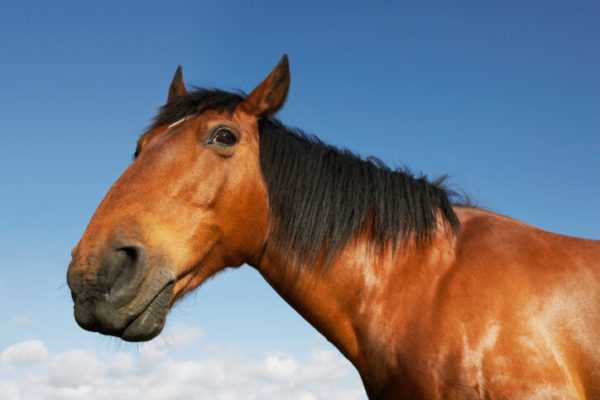 Al het meest interessante over paarden, ongewone feiten -