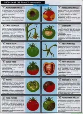 Behandeling van tomatenzaailingen voor ziekten. -