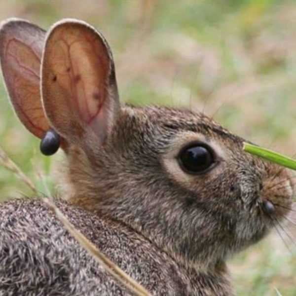 Behandeling van een teek bij konijnen -