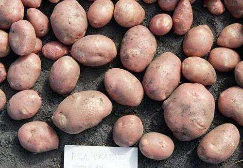Red Scarlet Potato Early Variety –
