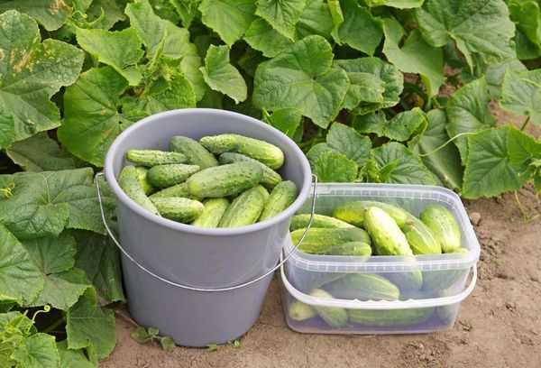 Gemeenschappelijke variëteiten van komkommers voor open grond in de buitenwijken. -