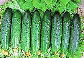 Populaire soorten komkommers om op de vensterbank te groeien -