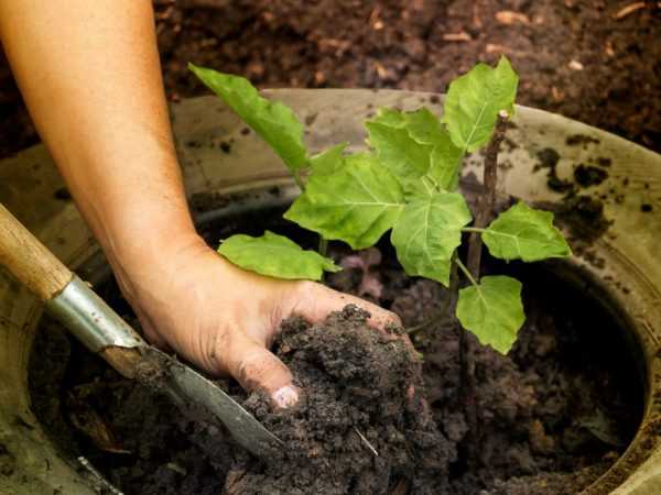 Kenmerken van het planten van aubergines in de volle grond –