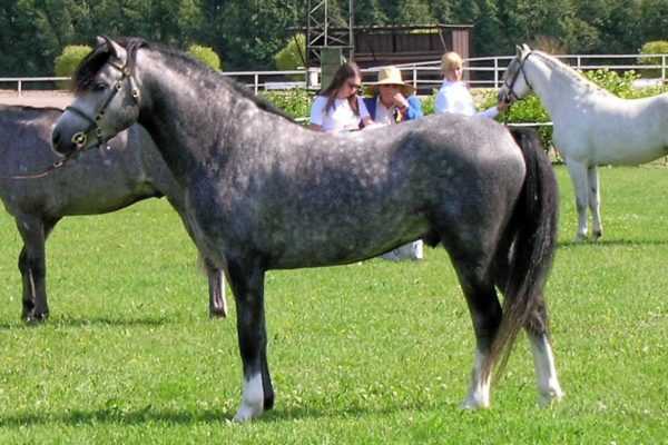 Welsh Pony Beschrijving –