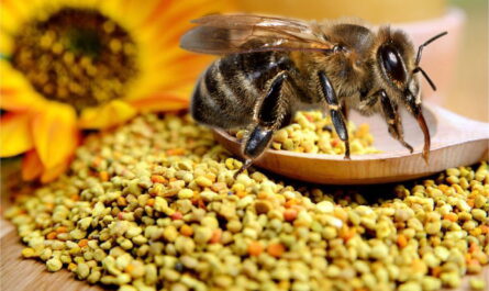 Is er een verschil tussen bijen en stuifmeel? Over bijenpollen (pollen) -