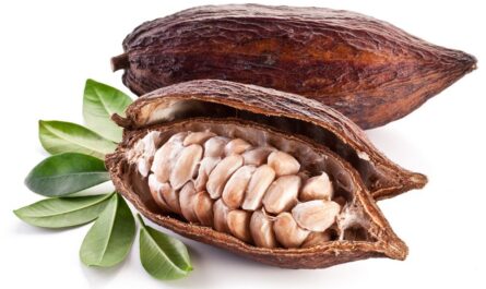 nuttige en gevaarlijke eigenschappen van cacaofruit, Calorieën, voordelen en schade, Nuttige eigenschappen -