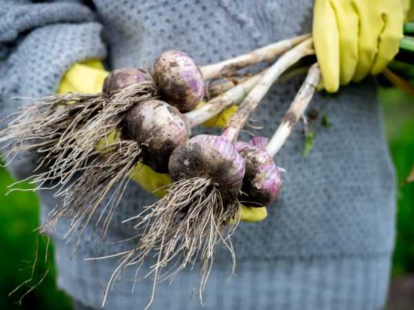 De riktige vilkårene for å høste hvitløk i 2018 -