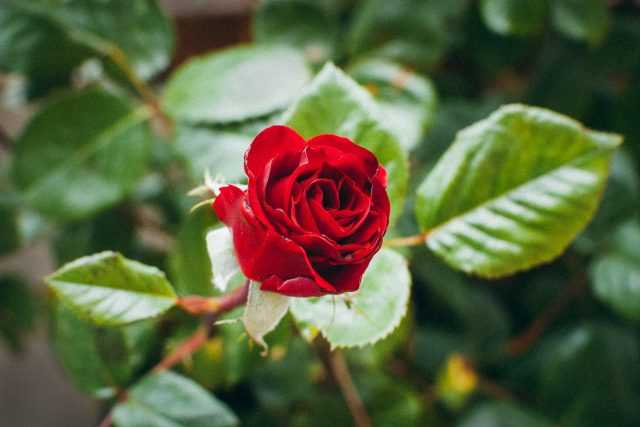 For å få en rose til å blomstre