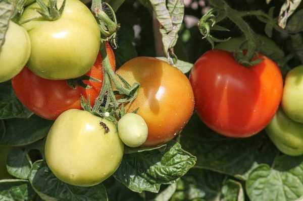 Hjelper tørre og gule tomater -