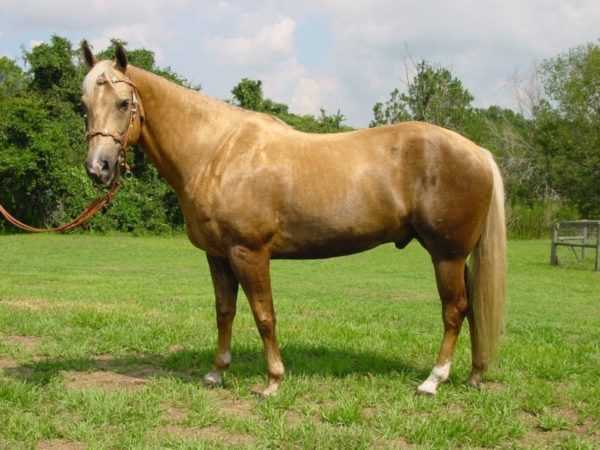 Isabella hest -