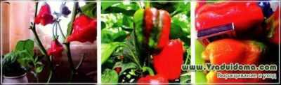 Kubyshka pepper egenskaper -