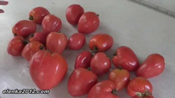 Kjennetegn på sorten oksefink tomat -