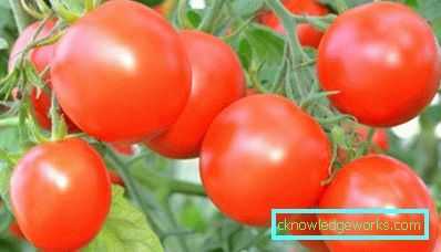 Kjennetegn på variasjonen av Richie-tomater. –