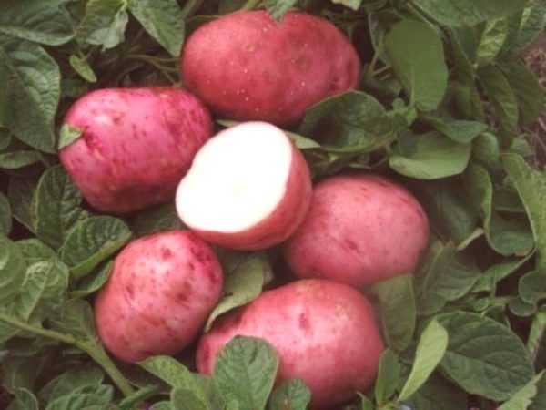 Kjennetegn på Bellarosa-poteter –