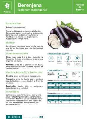 Kjennetegn på Universal 6 auberginesortene -