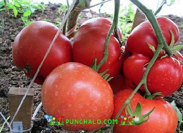 Kjennetegn på Babushkino tomatvarianter -