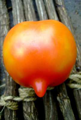 Kjennetegn på Legend Tarasenko tomatvarianter -