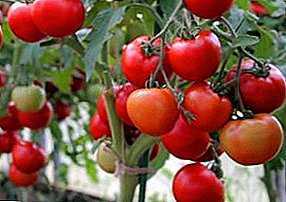 Kjennetegn på Lyubasha tomatvarianter -