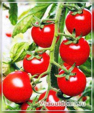 Kjennetegn på dvergvarianter av tomater -