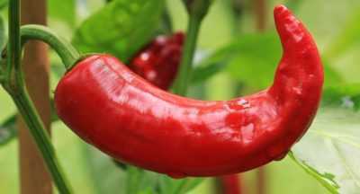 Kjennetegn på fruktvarianter av pepper. -