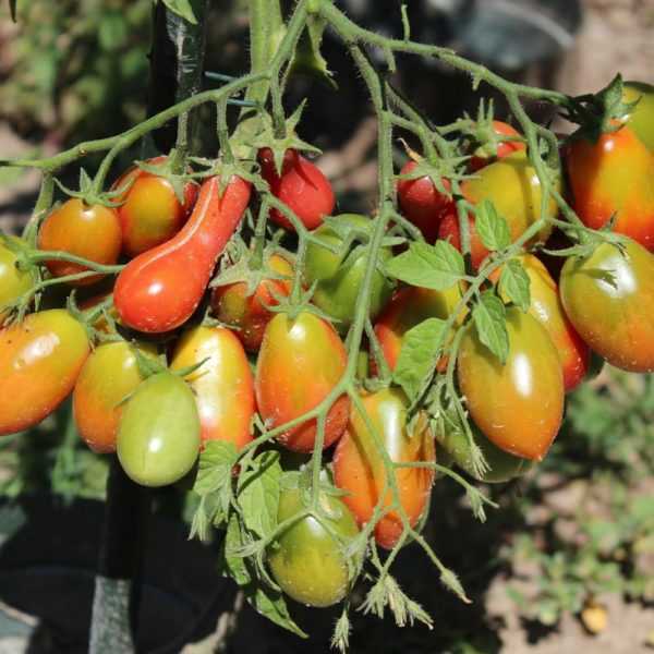 Kjennetegn på Chio Chio San-tomater -