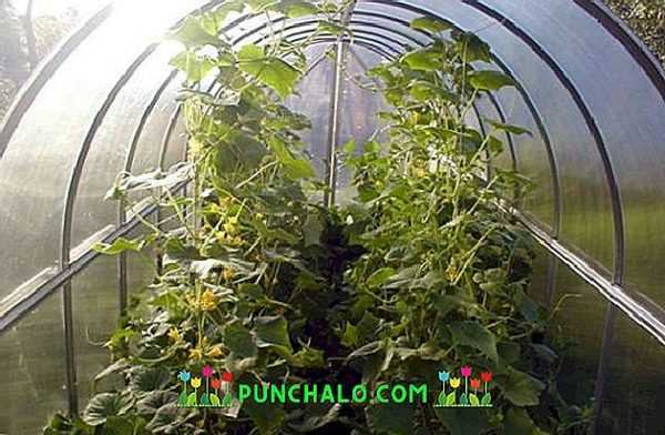 Funksjoner ved å dyrke agurker i et drivhus av polykarbonat –