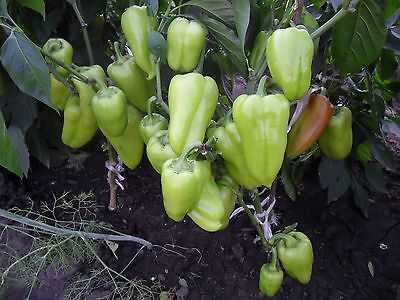 Morozko pepper egenskaper -