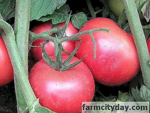 Kjennetegn på tomaten av Pink Bush-sorten -
