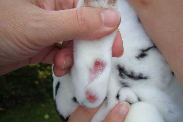 Årsaker til pododermatitt hos kaniner -