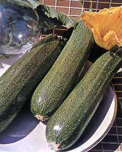 Årsaker til gulaktig zucchini -