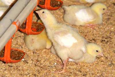 Hvordan mate kyllinger fra de første dagene av livet -
