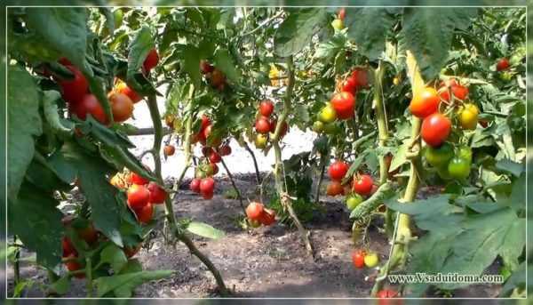 Hvordan mate tomater under frukting -