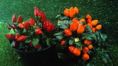 Hvordan dyrke dekorativ pepper -